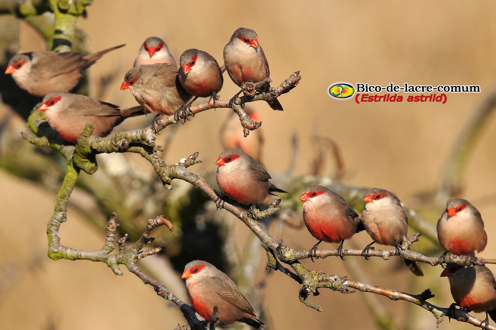 Zoologia (Estrilda Astrild)